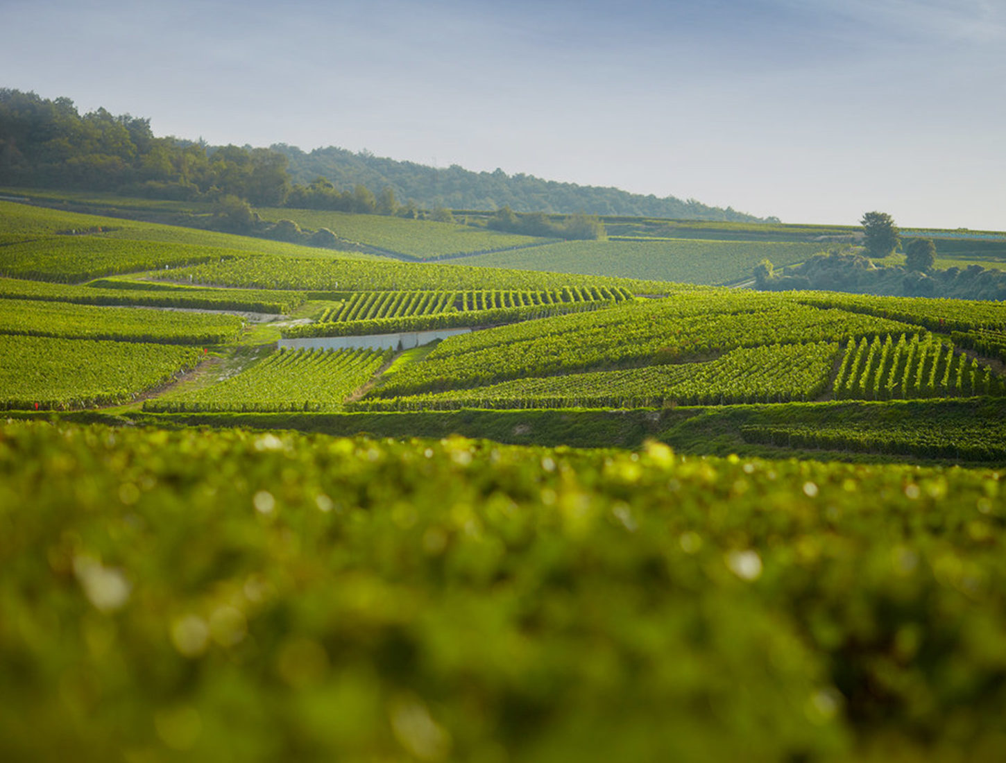 Création du portail du tourisme autour du vin en France, Visit French Wine, pour le compte d'Atout France
