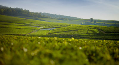 Création du portail du tourisme autour du vin en France, Visit French Wine, pour le compte d'Atout France